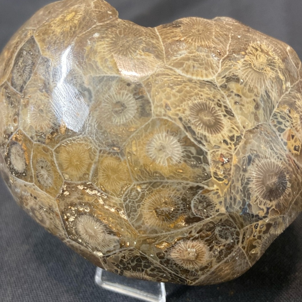 Petoskey stone fragments of a coral reef about 300 million yrs ago 197 g